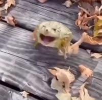 жаба смех.mp4
